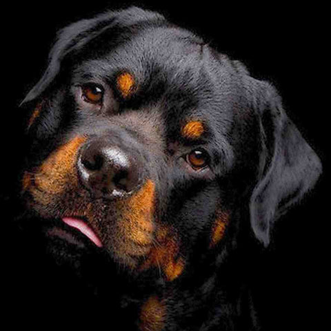 Diamond painting - Rottweiler