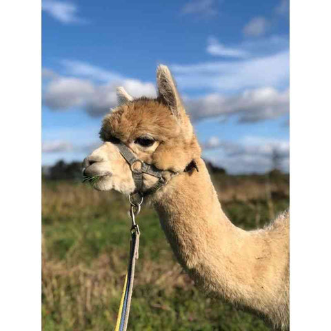 Diamond painting - Etende alpaca